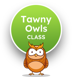 Tawny Owls